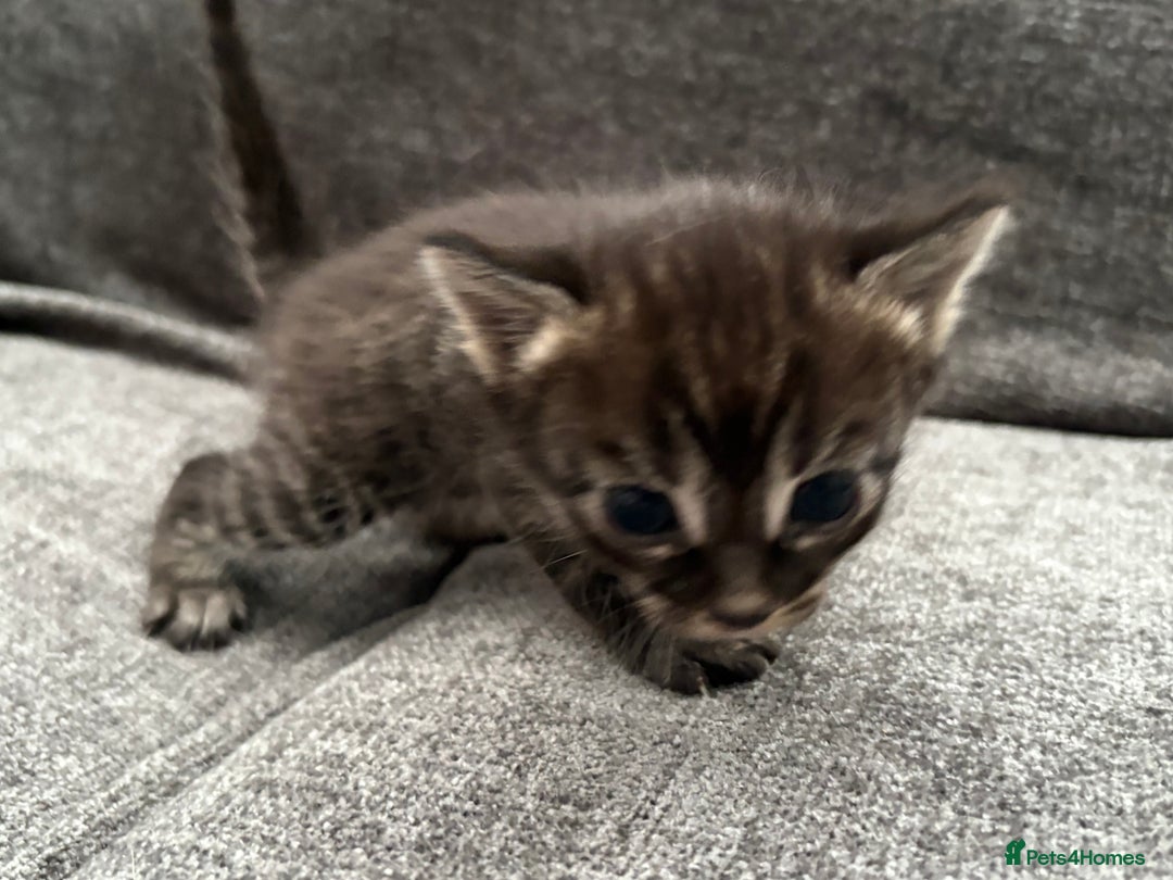 Bengal cats for sale: Russian Blue Bengal Kittens - Image 28