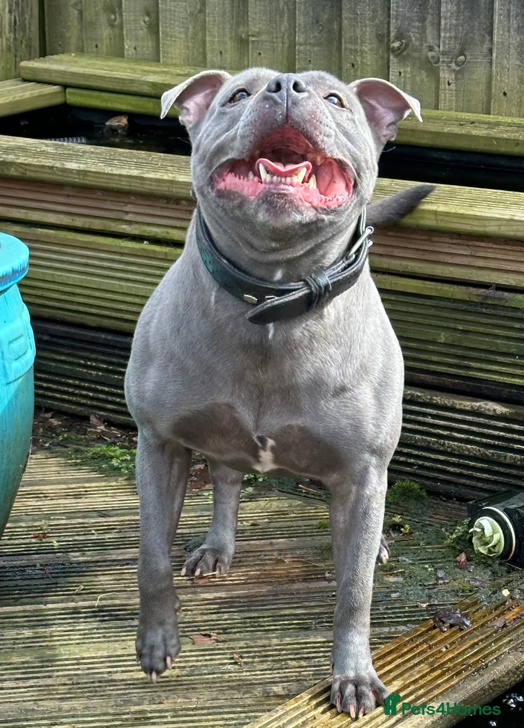 Staffordshire Bull Terrier dogs for stud: Blue Siras Blue Staffordshire bull terrier stud  in Stroud - Advert 13