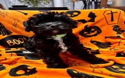Cockapoo dogs for sale: 3 fluffy miniature cockpoo puppy’s  - Image 7