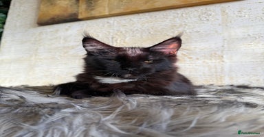 Maine Coon cats - Advert 8