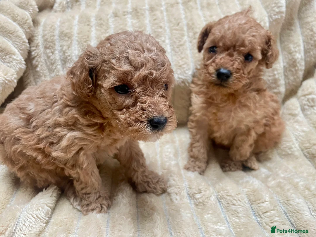 Mixed Breed dogs for sale: 2 adorable miniature poodles  - Advert 5
