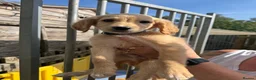 Goldendoodle dogs for sale: F2 Goldendoodles  - Advert 7