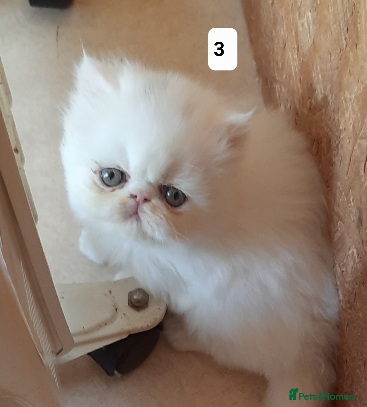 Persian cats GCCF Registered Persian kittens  - Advert 4