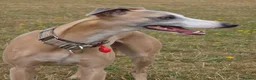 Whippet dogs for stud: KC registered pedigree Whippet male for stud in Markfield - Advert 2
