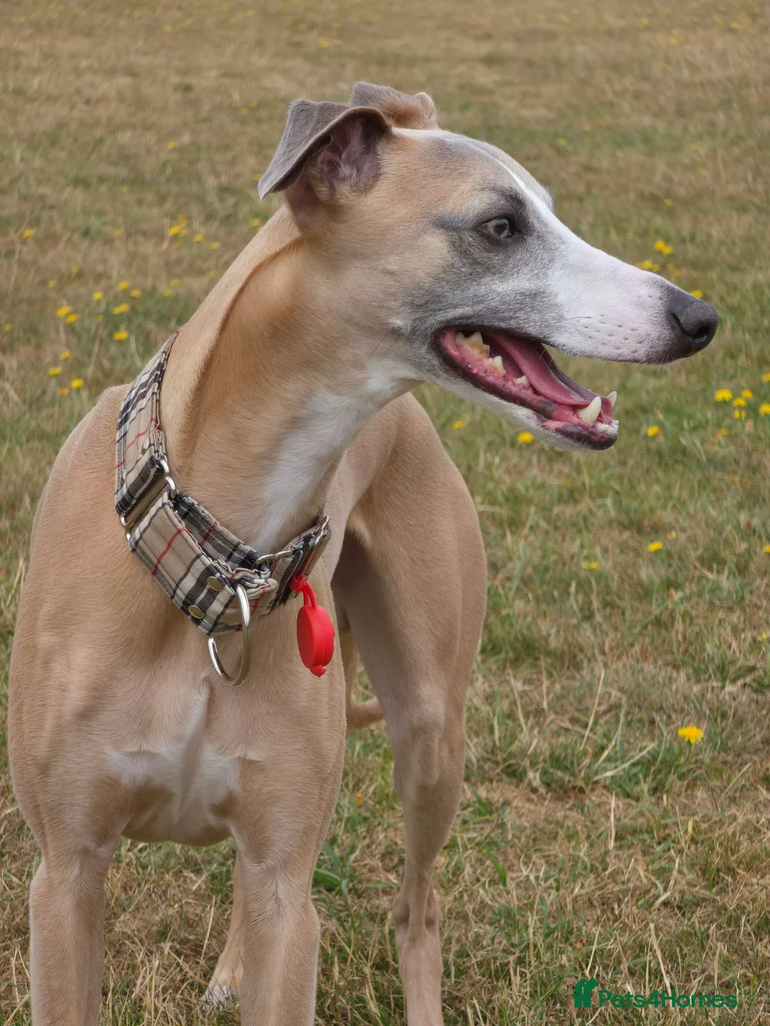 Whippet dogs for stud: KC registered pedigree Whippet male for stud in Markfield - Advert 2