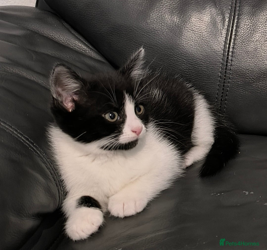 Domestic Shorthair cats for sale: Kittens ready now  - Image 7