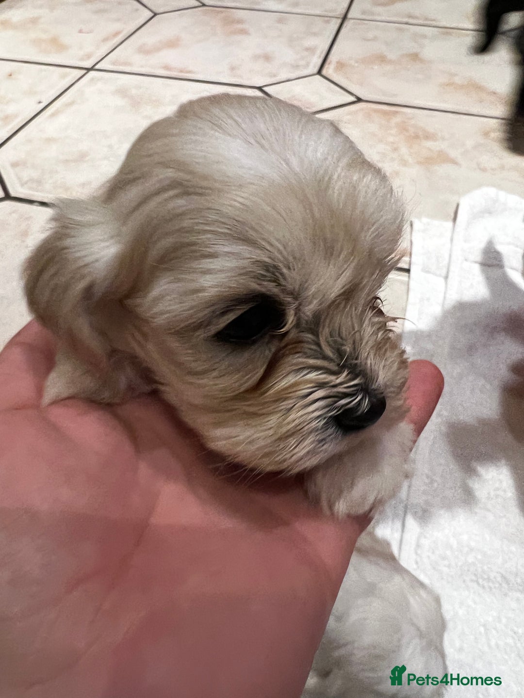 Bichon Frise dogs for sale: Bichon fries ready to go ! - Advert 20