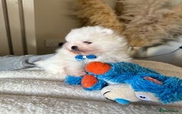 Pomeranian dogs for sale: Outstanding champion bloodline KC reg puppies  - Advert 11