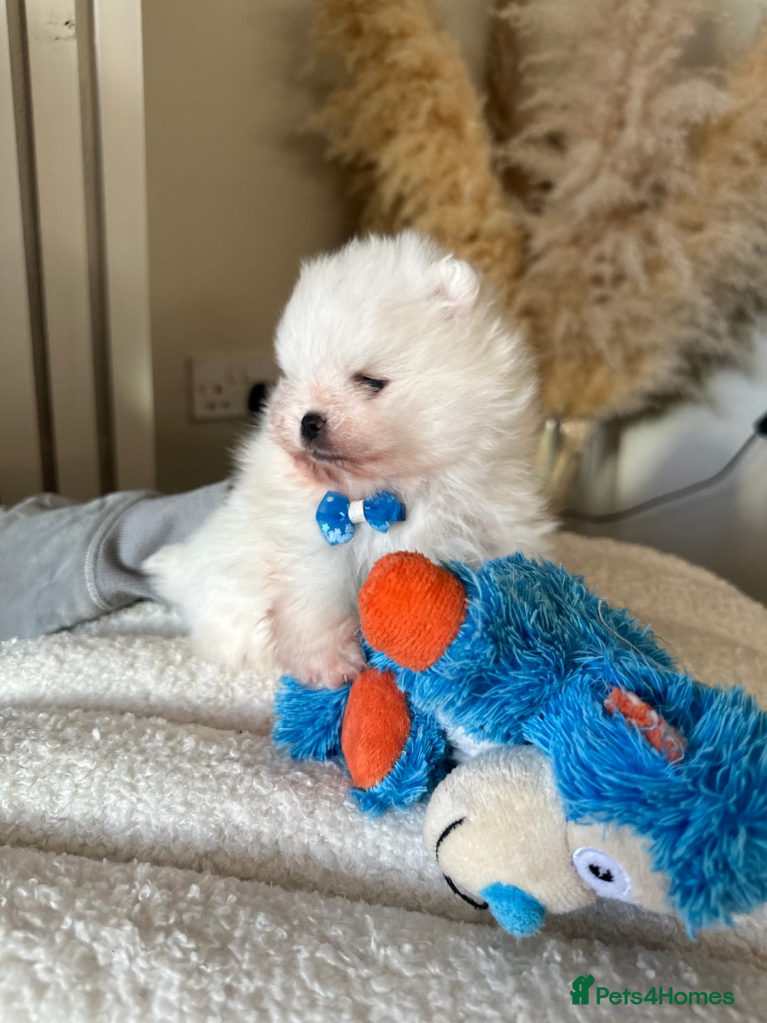 Pomeranian dogs for sale: Outstanding champion bloodline KC reg puppies  - Advert 11