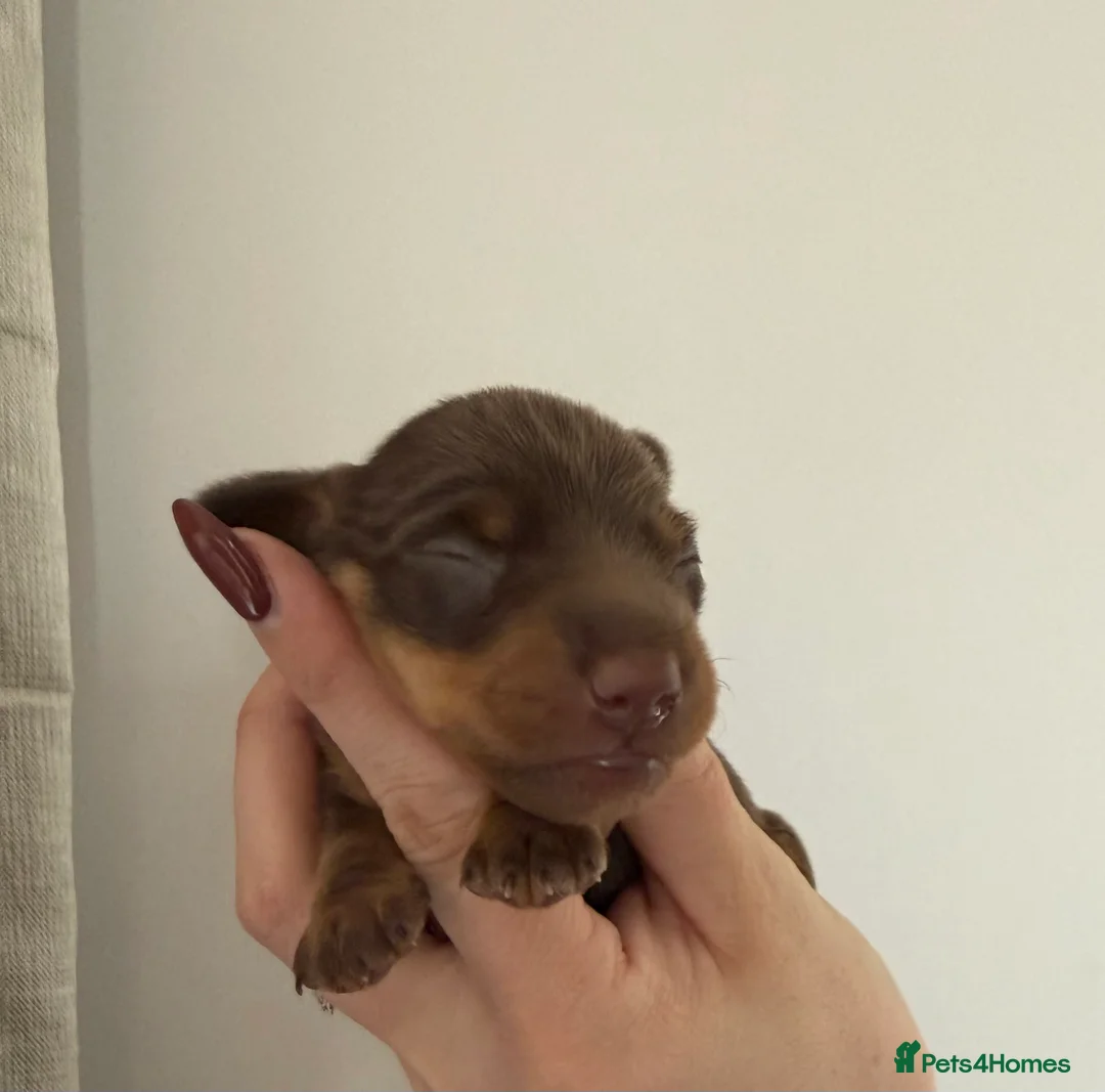 Miniature Dachshund dogs for sale: Smooth haired miniature Dachshund  - Advert 2