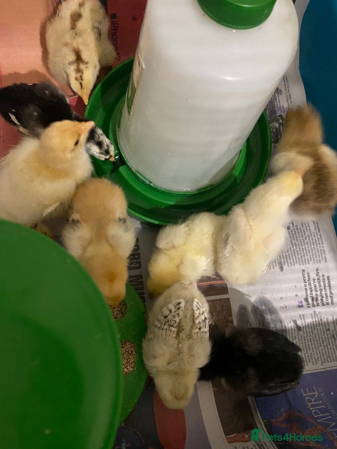 Chickens poultry for sale: 10 Aseel chicks and 2 Brahma chicks for sale - Image 1