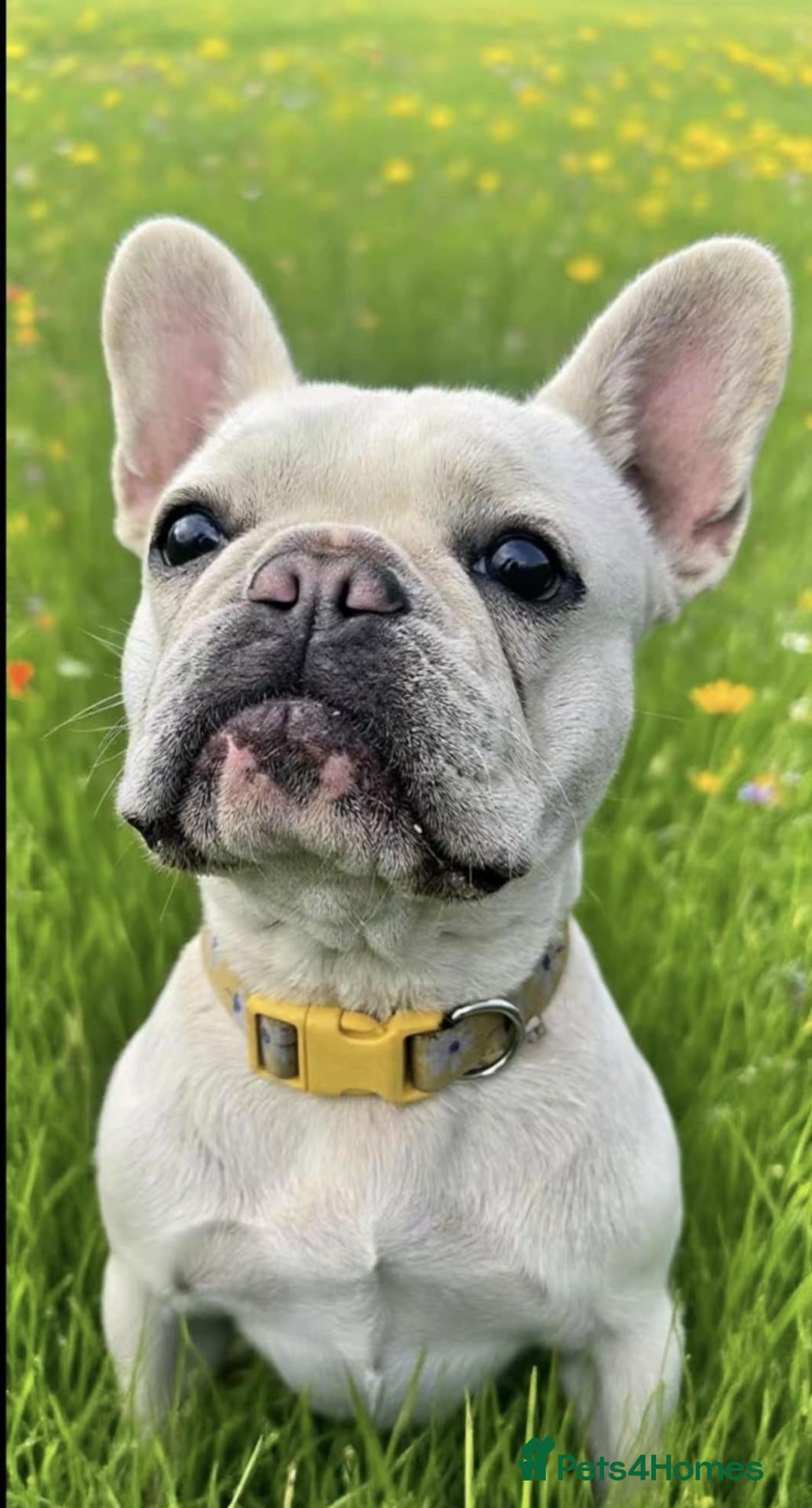 French Bulldog dogs for sale: Beautiful French bulldogs - Advert 17