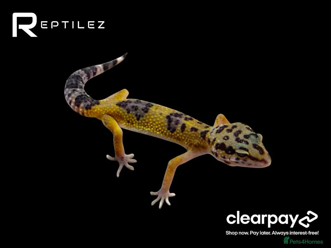Leopard Gecko reptiles for sale: GECKO BABIES - Advert 2