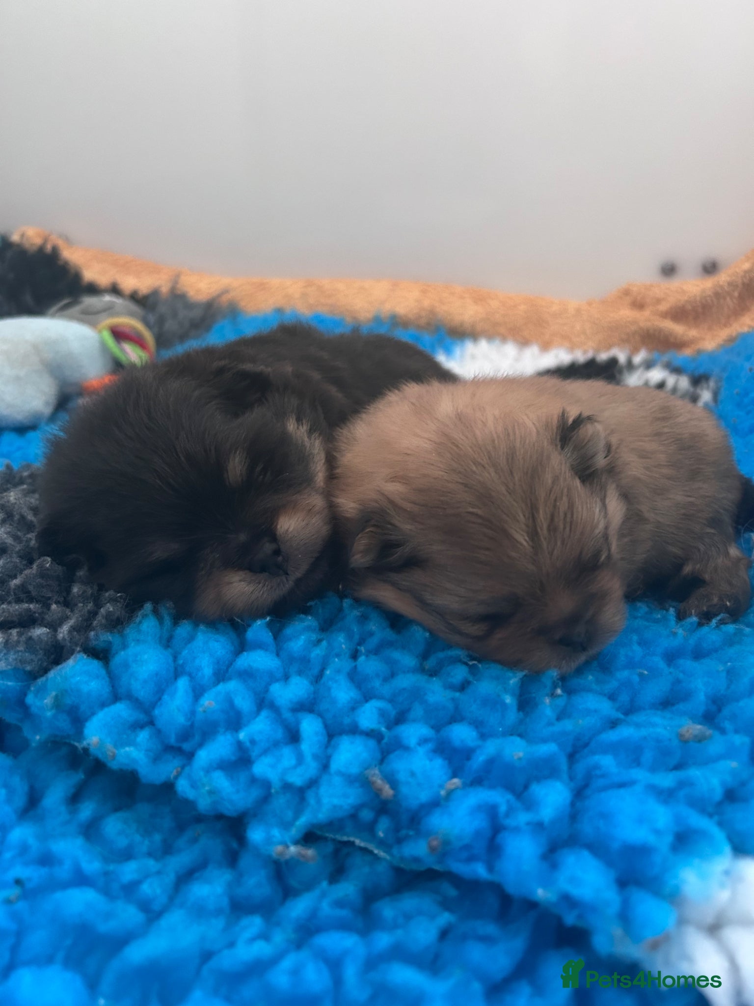 Pomeranian dogs for stud: Available for stud  - Advert 4