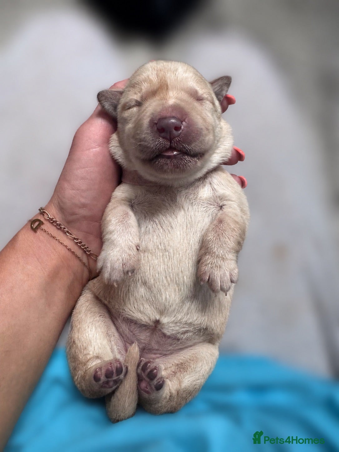 Goldador dogs GOLDADORABLES 💕 - Advert 2