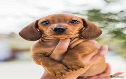 Dachshund dogs for sale: Dachshund puppy’s one boy and four girls  - Image 10