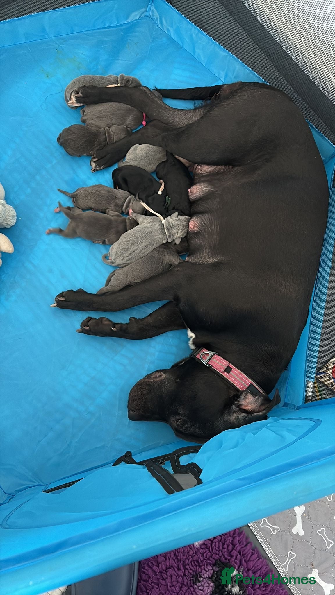 Staffordshire Bull Terrier dogs 7 gorgeous staffies  - Advert 1