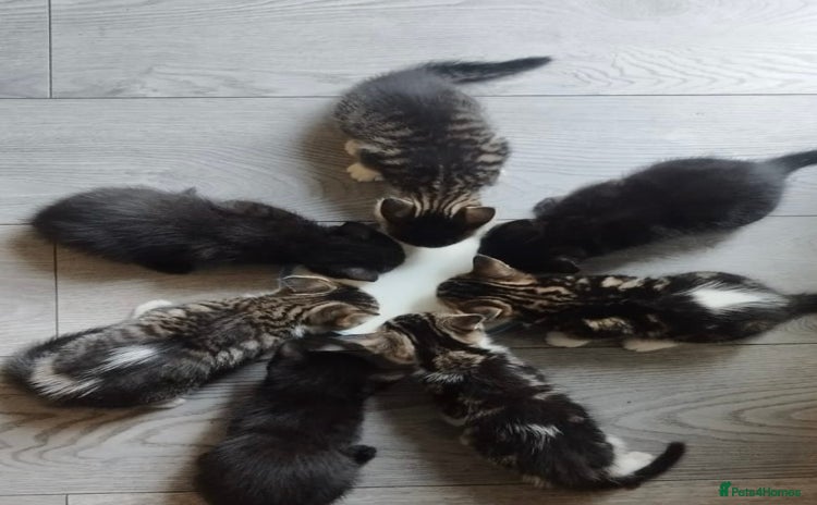 Mixed Breed cats in Sheffield - Advert 11