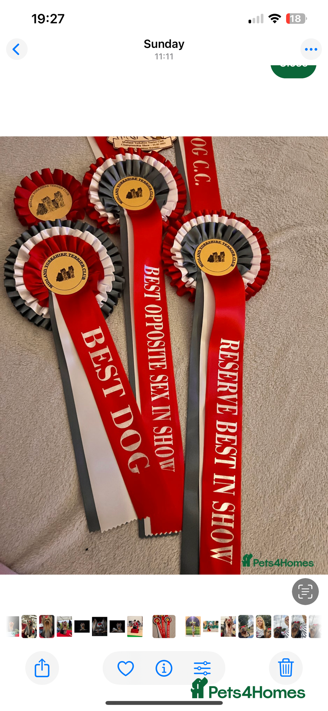 Yorkshire Terrier dogs for sale: Absolutely adorable mini yorkie puppies  - Image 16