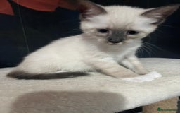 Snowshoe cats for sale: Four beautiful snowshoe kittens  - Image 6