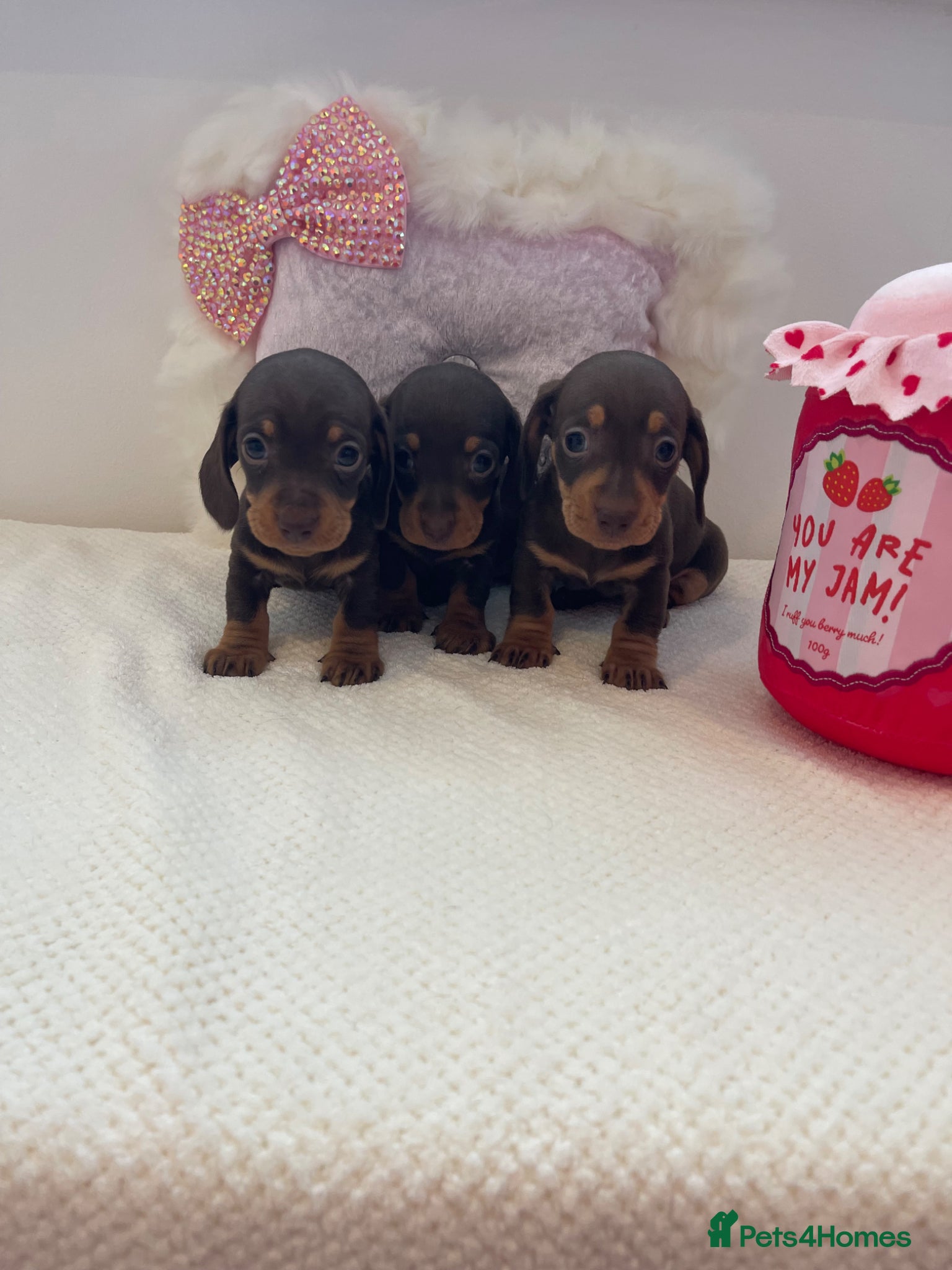Miniature Dachshund dogs Beautiful miniature Dachshuhds available  - Advert 17