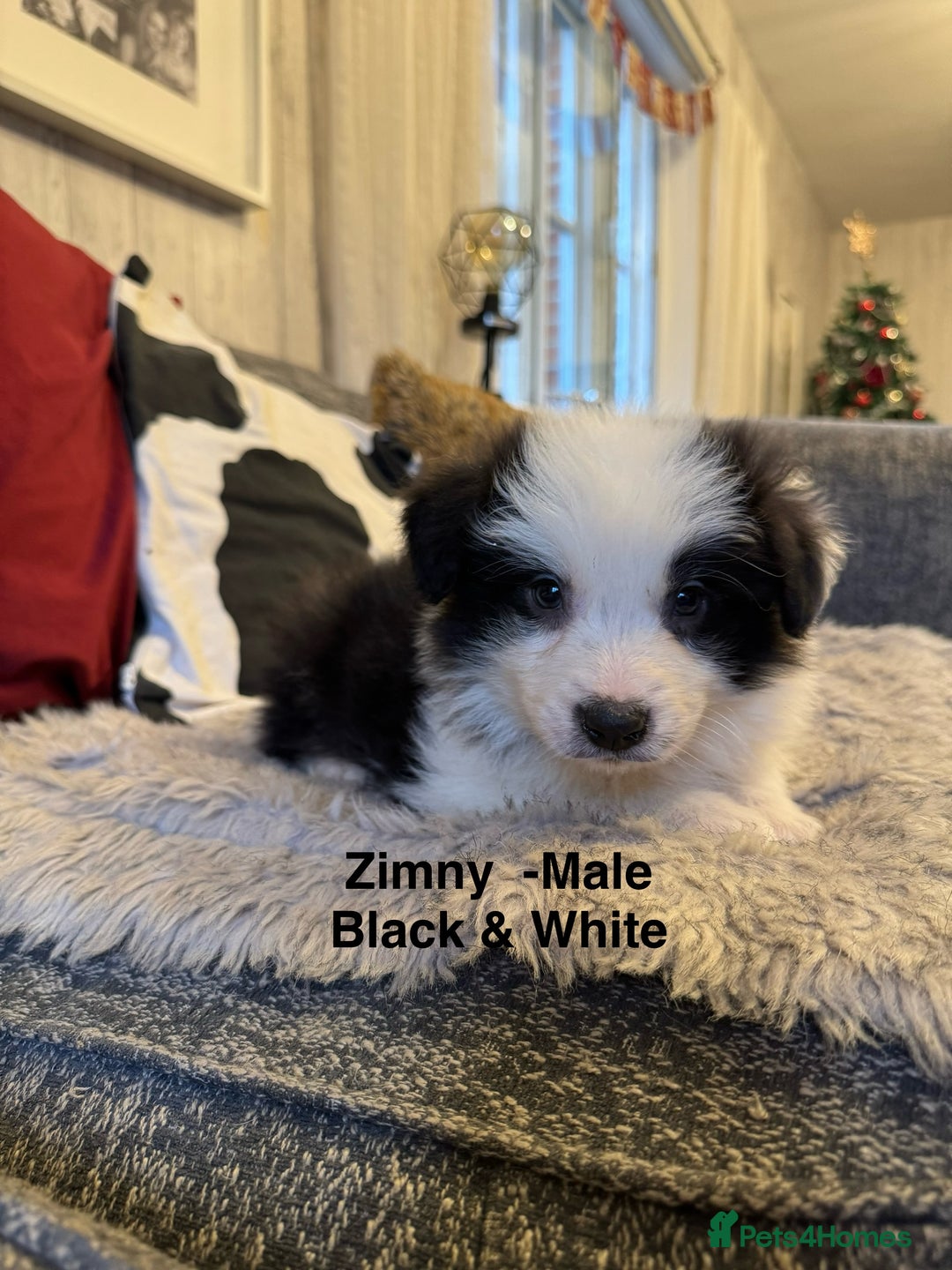 Border Collie dogs for sale: Pure Bred Border Collie Puppies For Sale - Advert 8