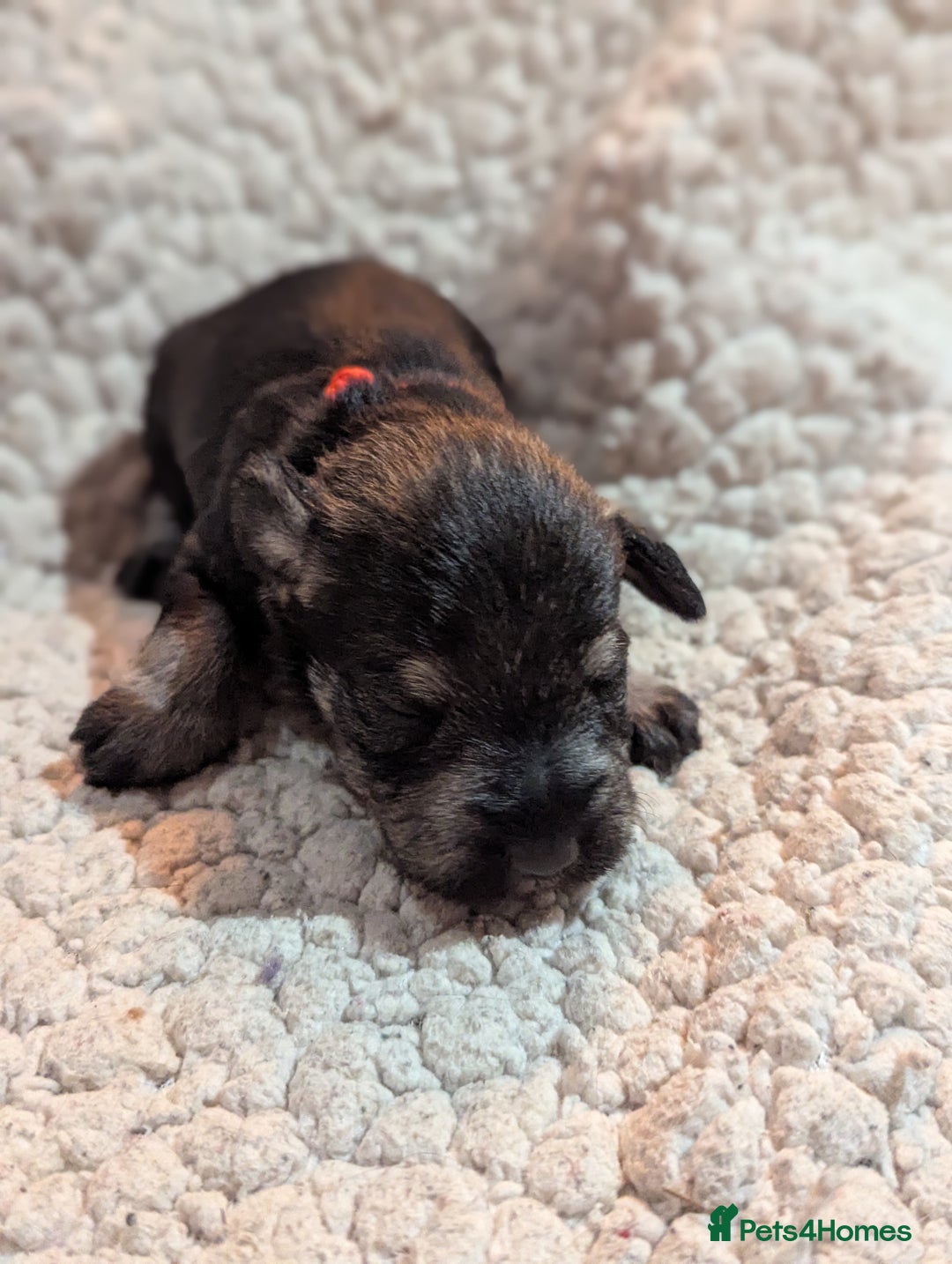 Miniature Schnauzer dogs for sale: Kc reg miniature schnauzers pups available  - Advert 1