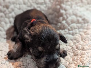 Miniature Schnauzer dogs Kc reg miniature schnauzers pups available - Advert 2