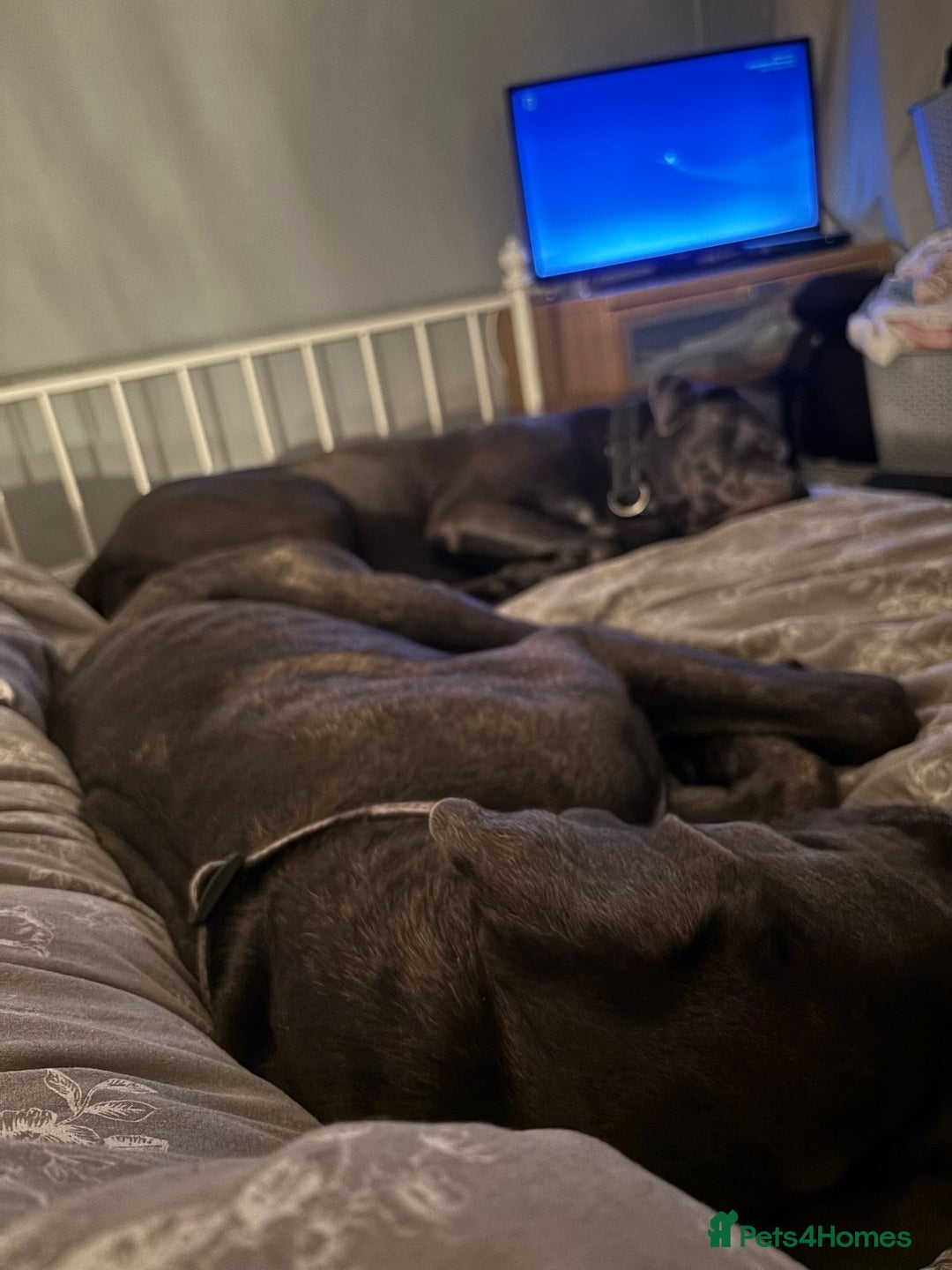 Cane Corso dogs for sale: Cane corso puppies - Image 9