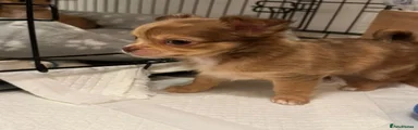 Chihuahua 1