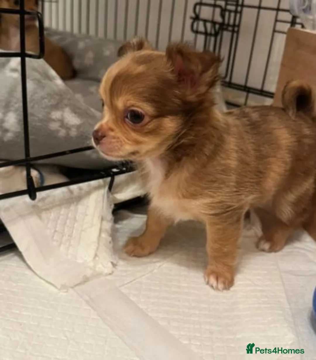 Chihuahua dogs for sale: Beautiful Puppies Looking for Loving Homes - Advert 5