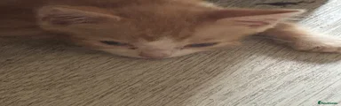 Domestic Shorthair 1