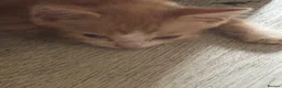 Domestic Shorthair cats for sale: Kittens  - Advert 2