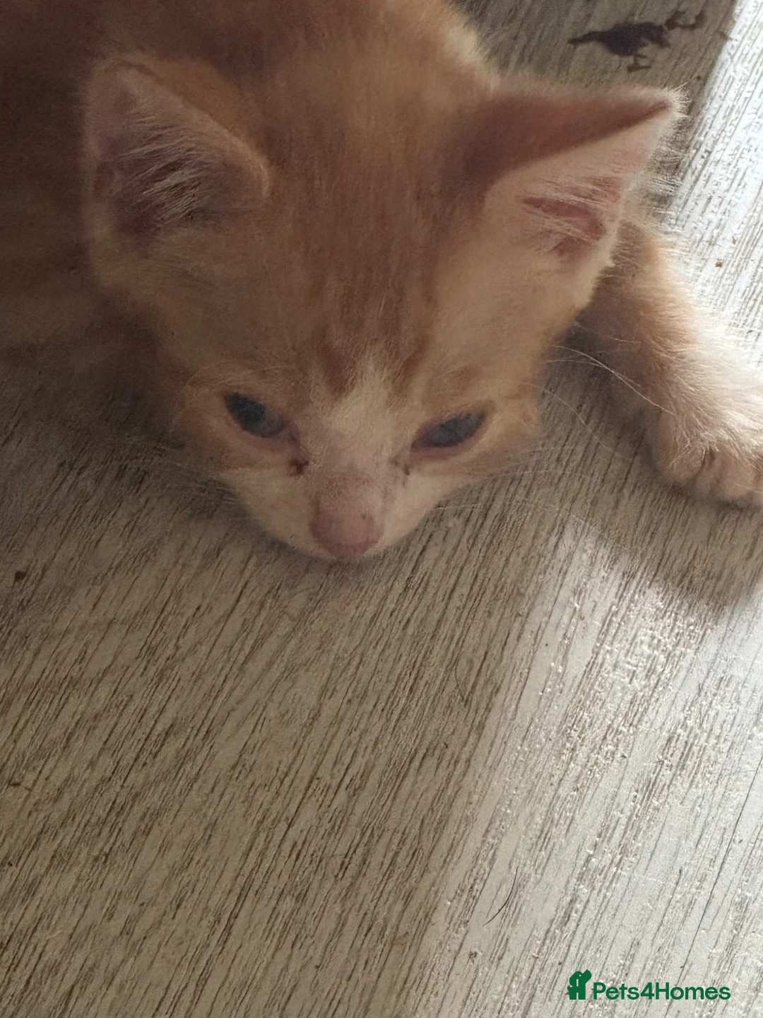 Domestic Shorthair cats for sale: Kittens  - Advert 2