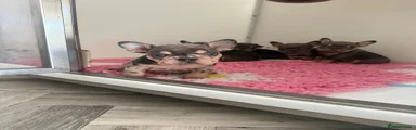 French Bulldog 4
