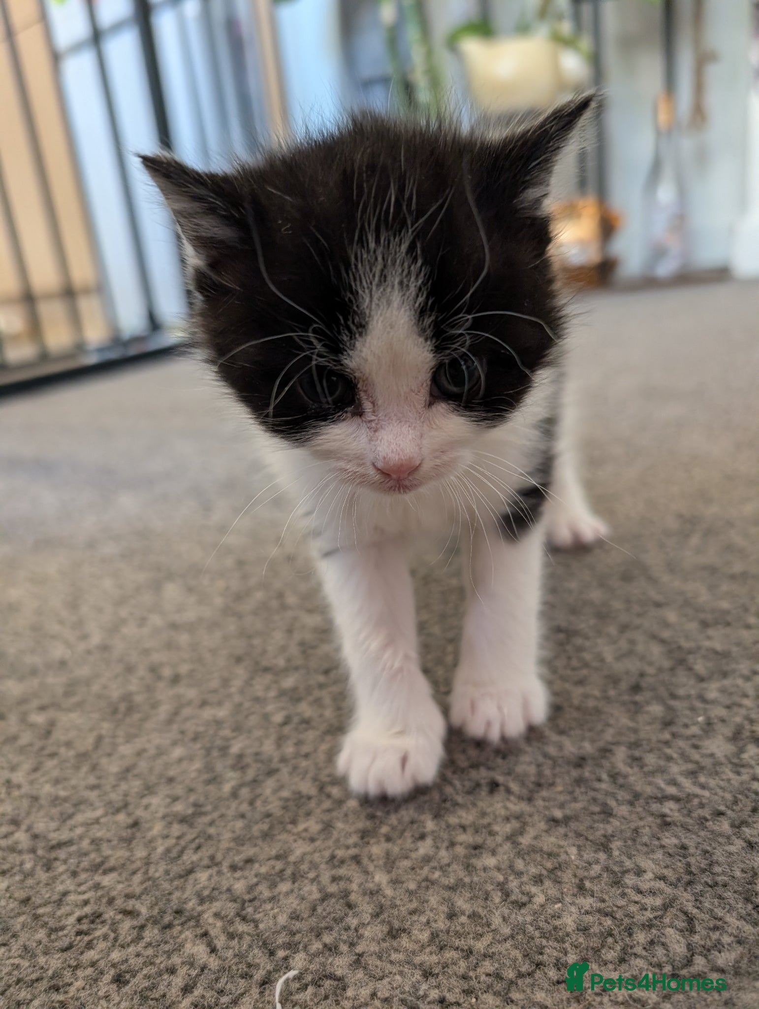 British Longhair cats Mixed breed READ DESCRIPTION  - Advert 5