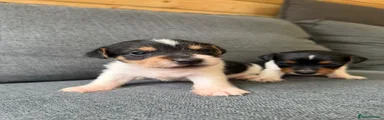 Jack Russell 1