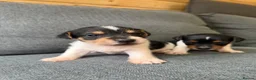 Jack Russell dogs for sale: Jack russel - Advert 5