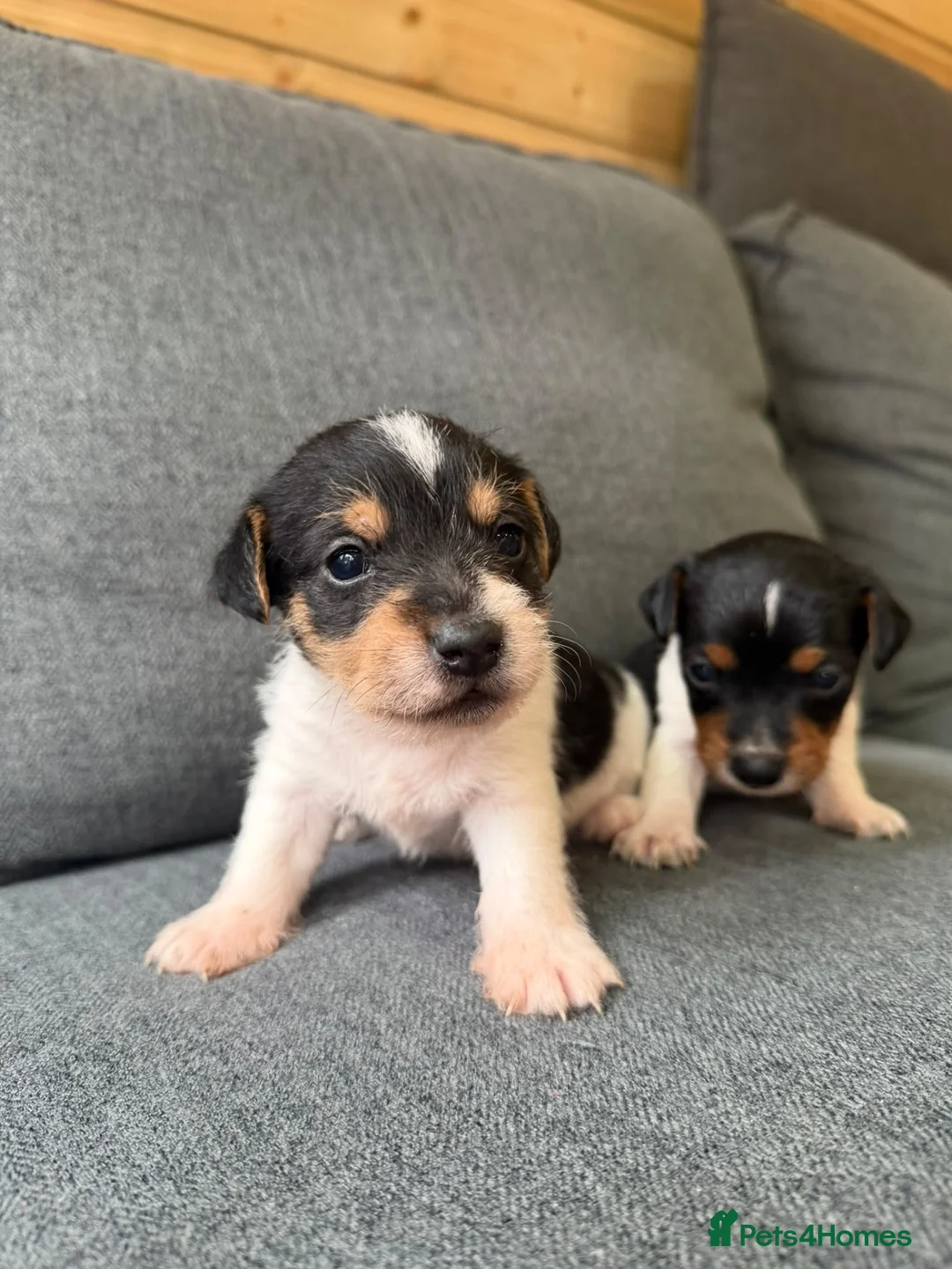 Jack Russell dogs for sale: Jack russel - Advert 5