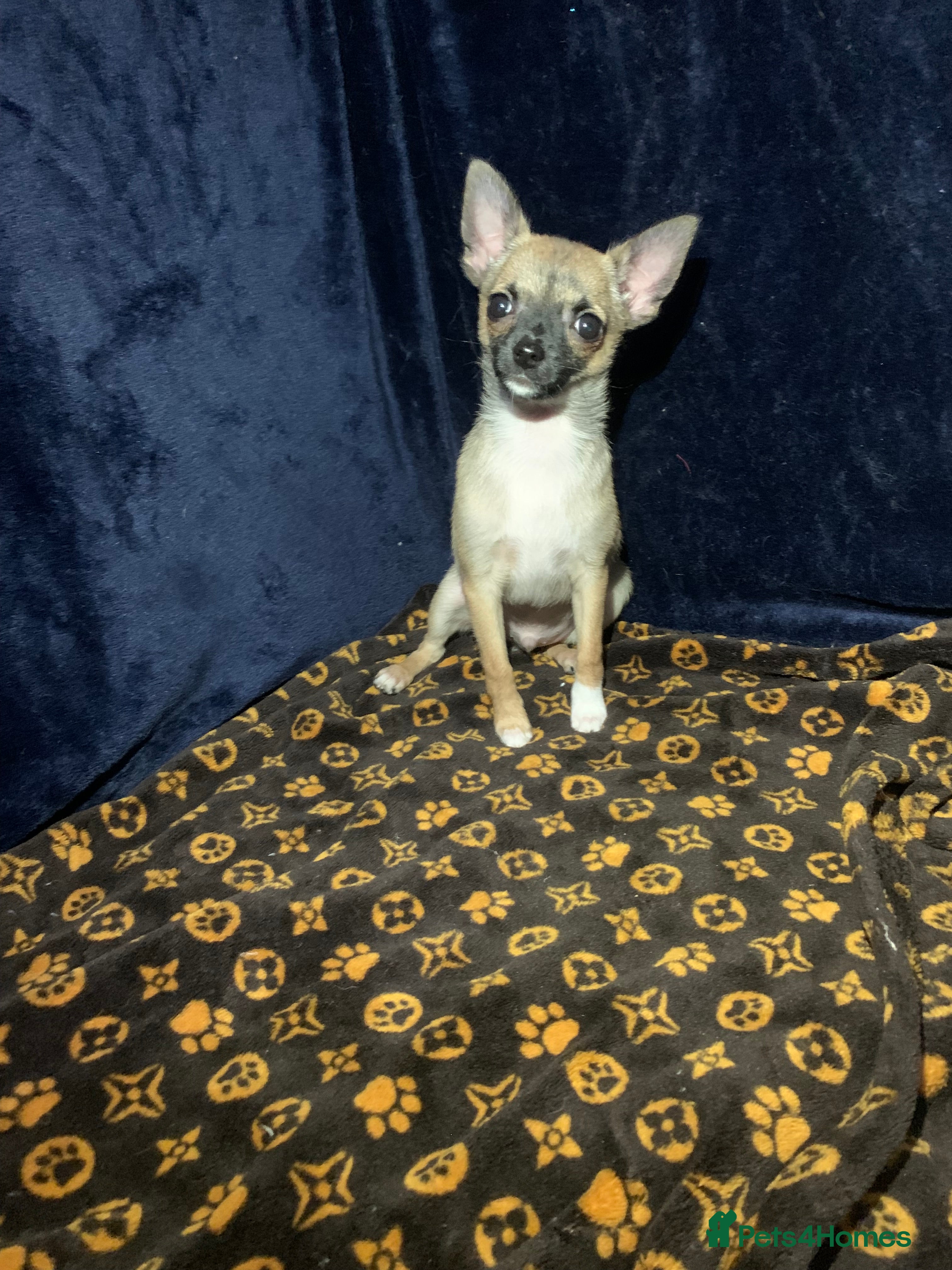 Pomchi dogs Adorable Pomchi Puppies Looking for Homes - Advert 6