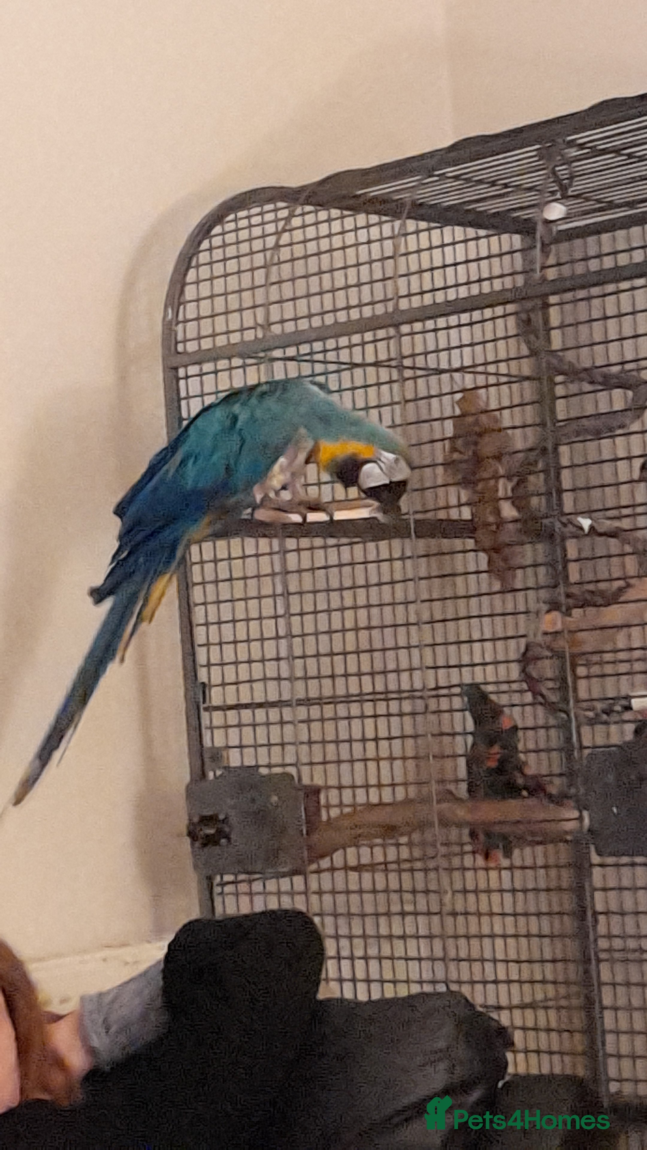 Macaws birds Needing a forever home  - Advert 14