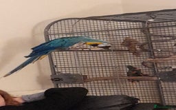 Macaws birds for sale: Needing a forever home  - Image 1