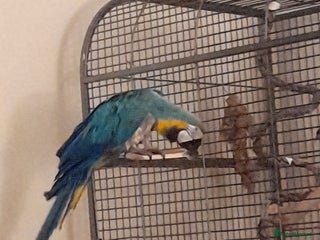 Macaws birds for sale - Advert 1