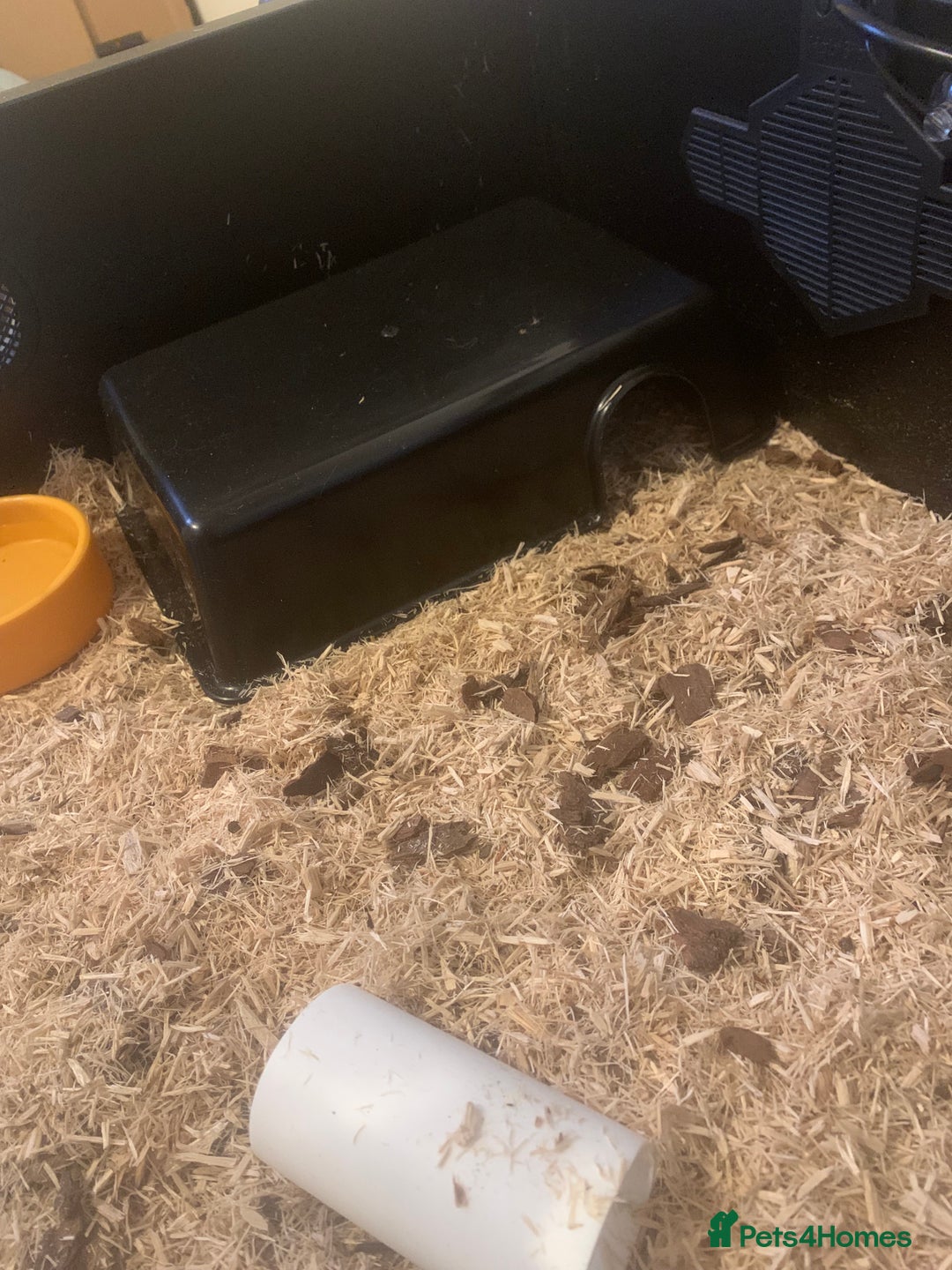 Corn Snake reptiles for sale: Corn snakes for sale - Image 8