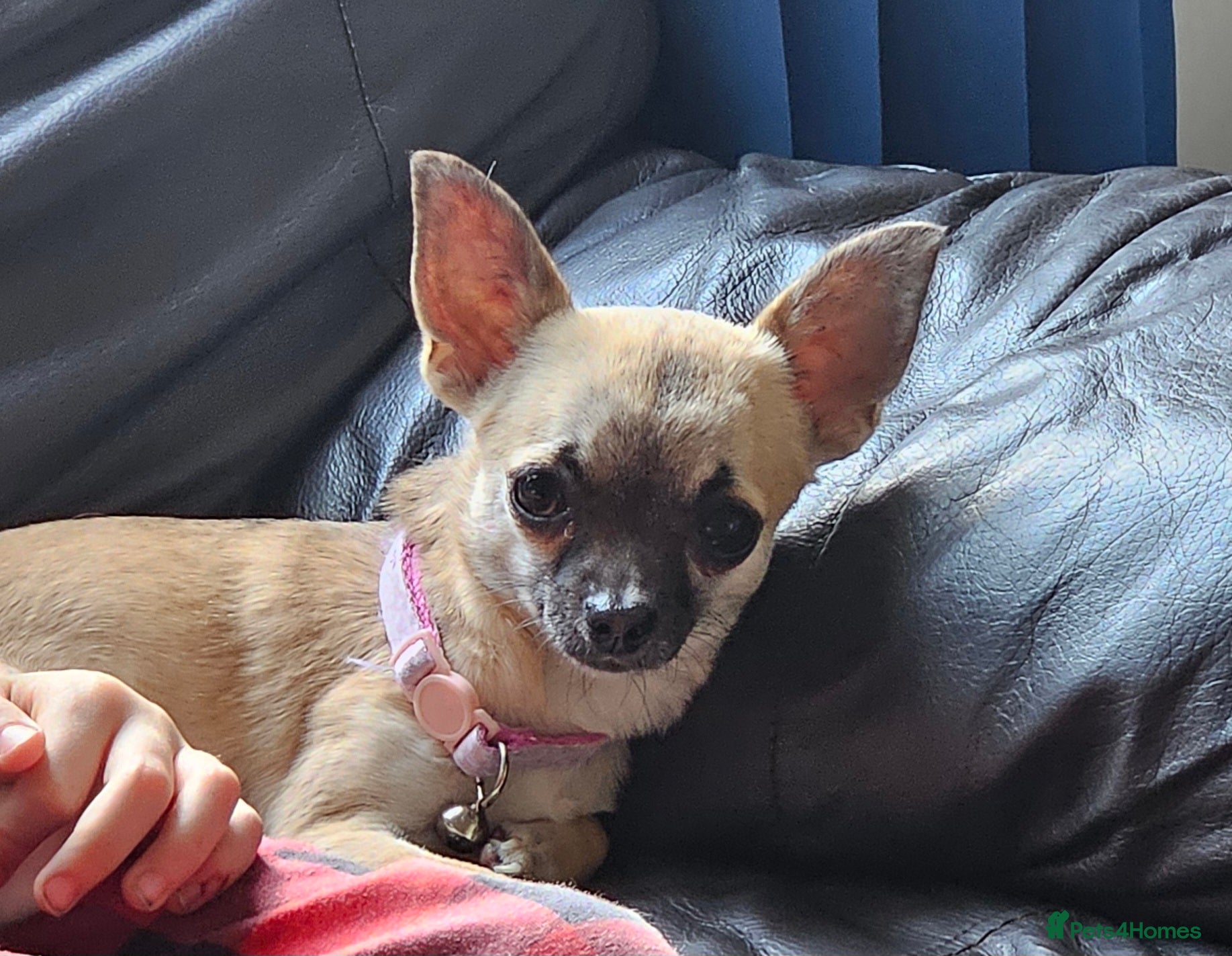 Chihuahua dogs Pandora. 1 years old. Lovely little lady - Advert 1