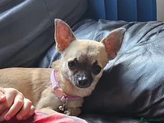 Chihuahua dogs Pandora. 1 years old. Lovely little lady - Advert 1