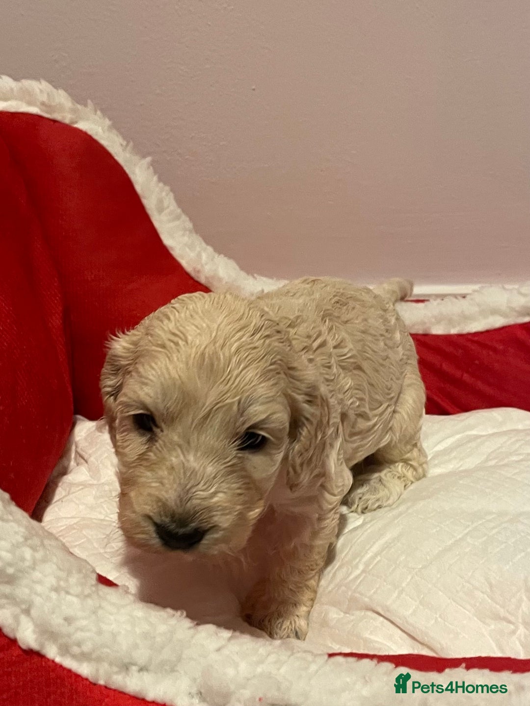 Cockapoo dogs for sale: 8 gorgeous F1 Cockapoos - Advert 15