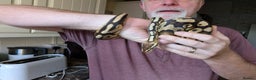 Python Snake reptiles for sale: Pastel royal pyrhon - Advert 2