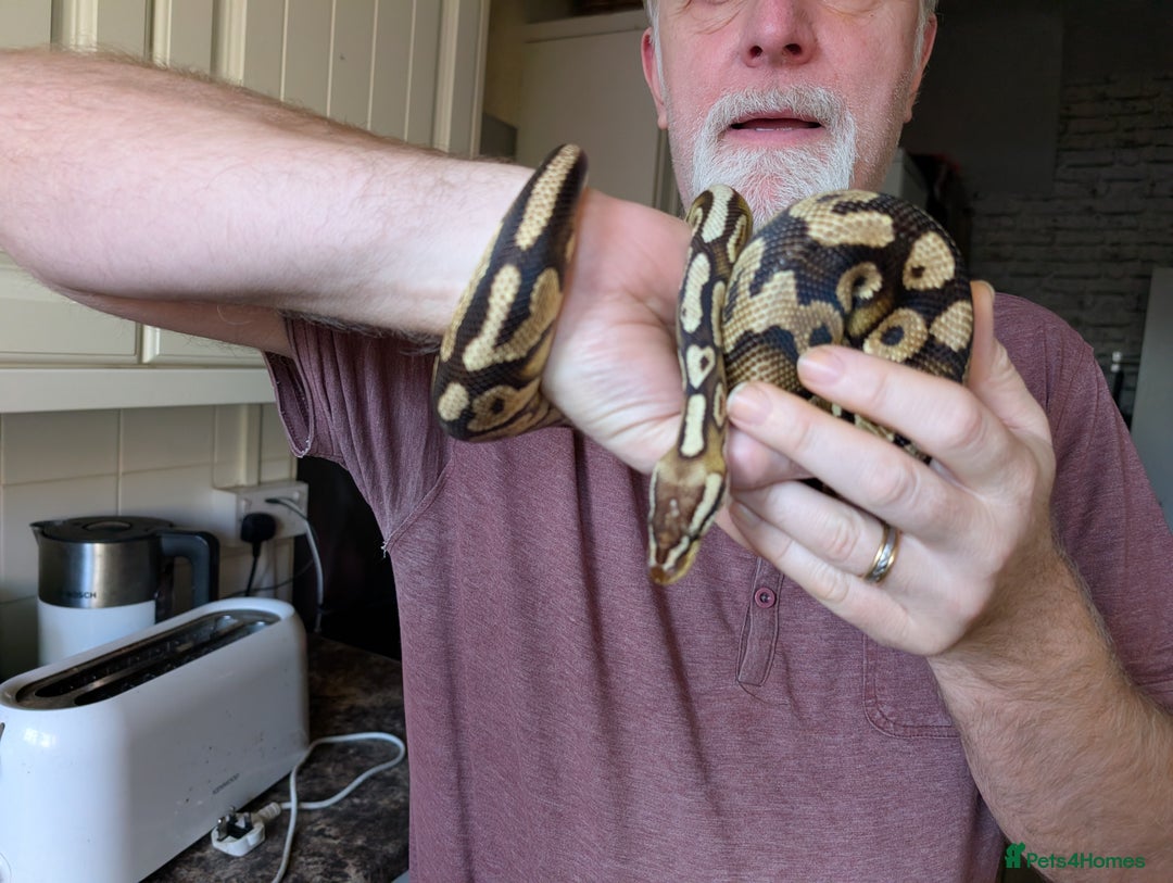 Python Snake reptiles for sale: Pastel royal pyrhon - Advert 2