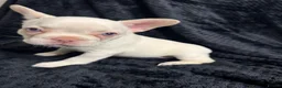 French Bulldog dogs for sale: Beautiful French Bulldog puppies - Advert 14